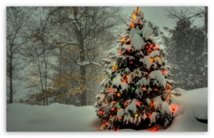 christmas_tree_outside-t2